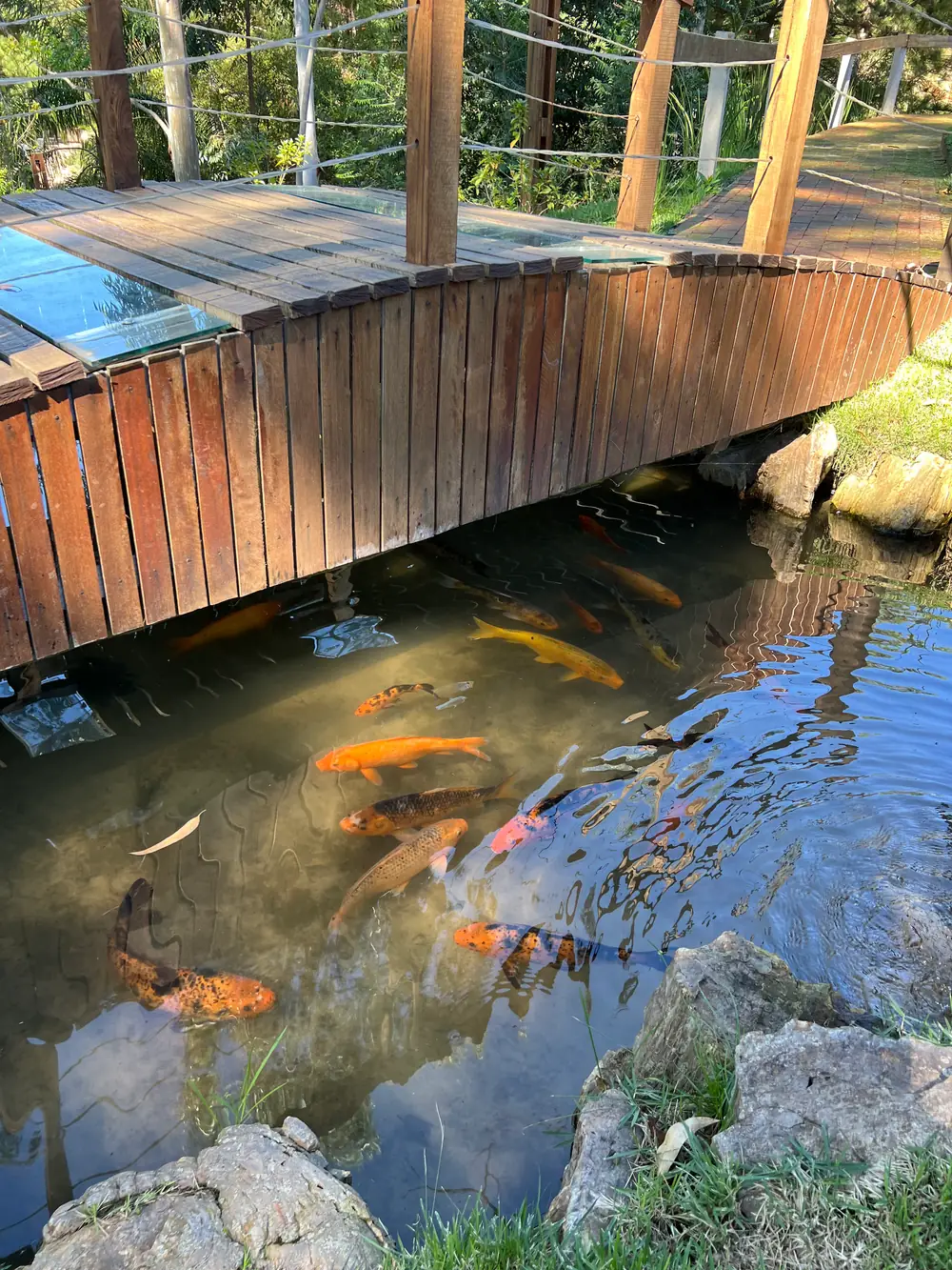 Lago e carpas